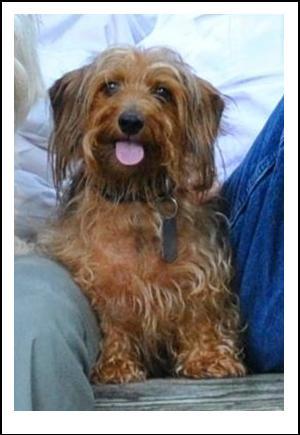 Secondhand Dogs beef tallow soap