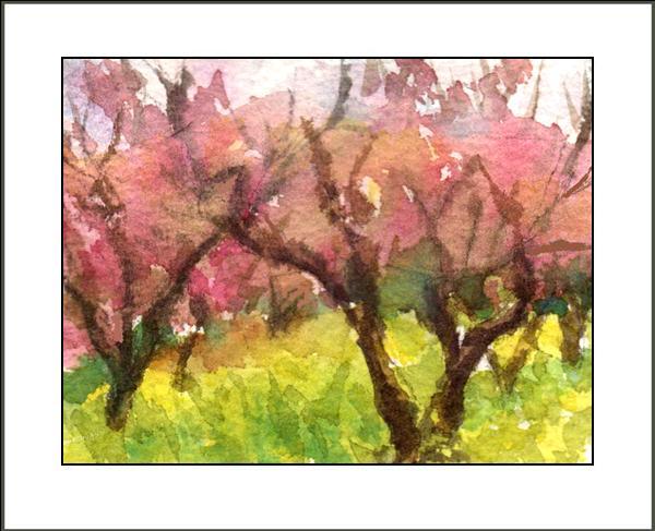 Shalom! Almond Trees Bloom Rebecca Rich Kissel